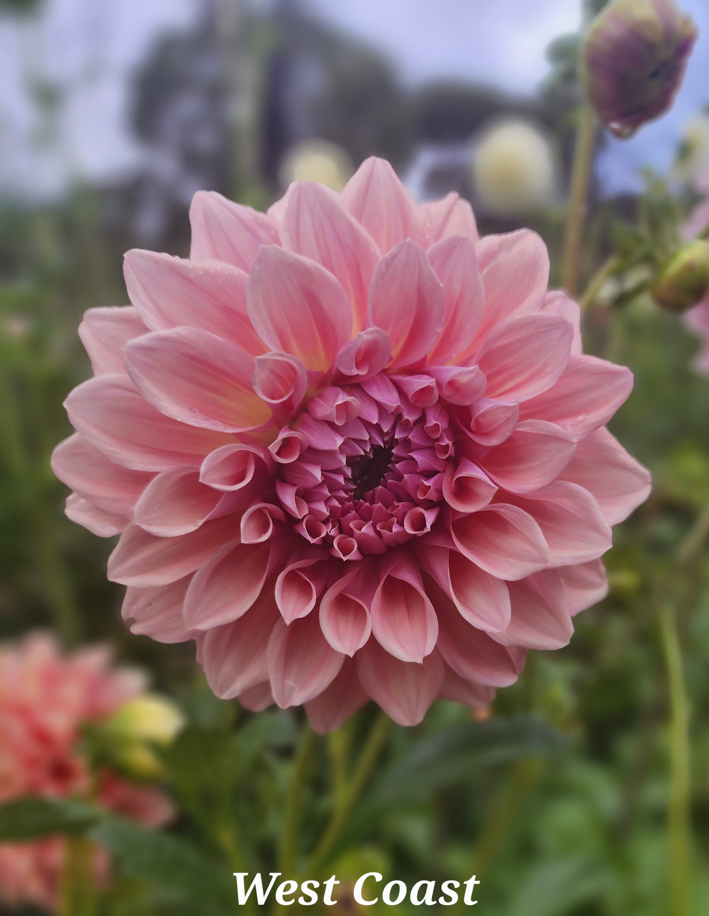West Coast Tuber | Big Sky Flower Farm