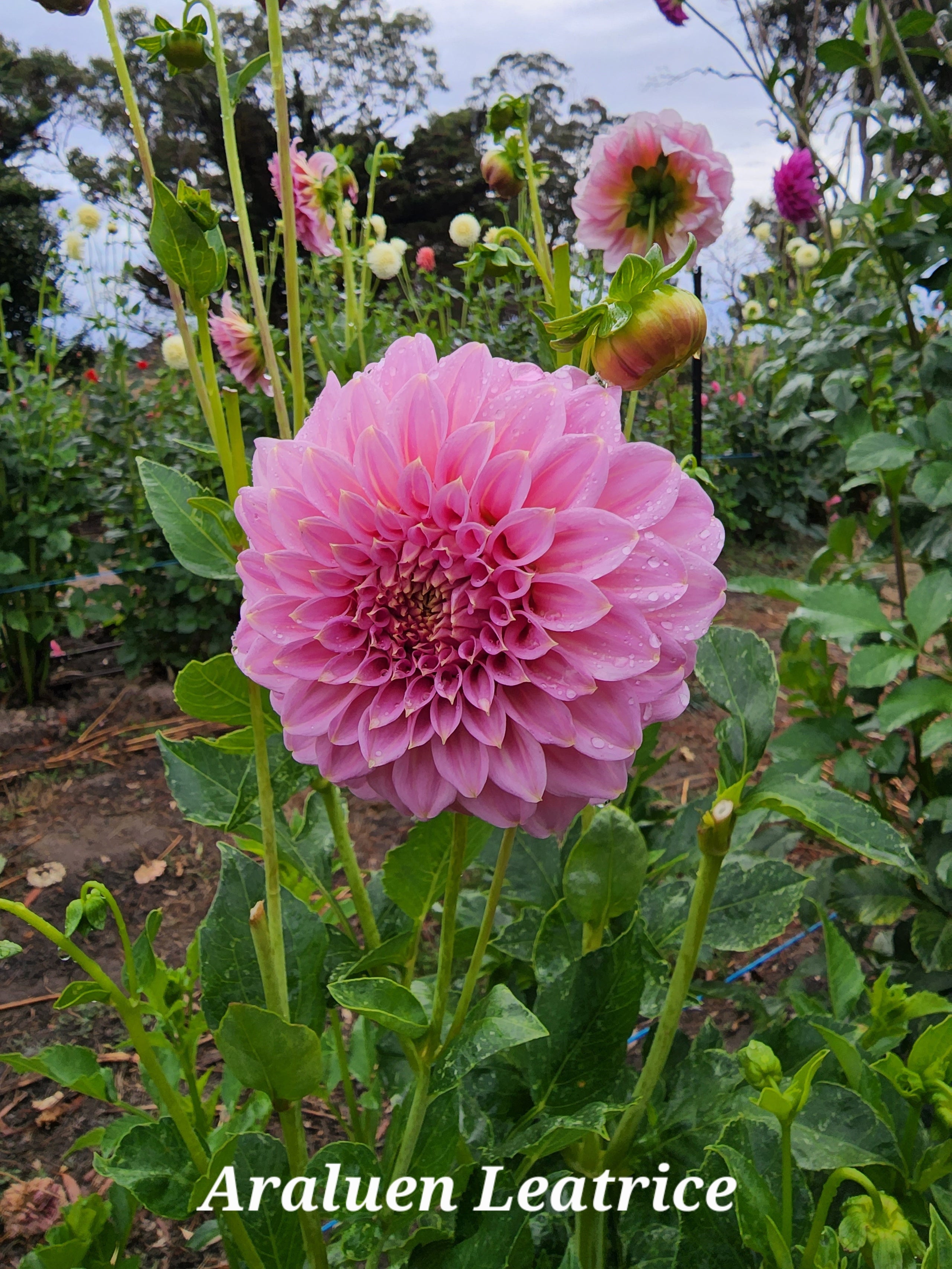 DAHLIA - ARALUEN LEATRICE TUBER | Big Sky Flower Farm