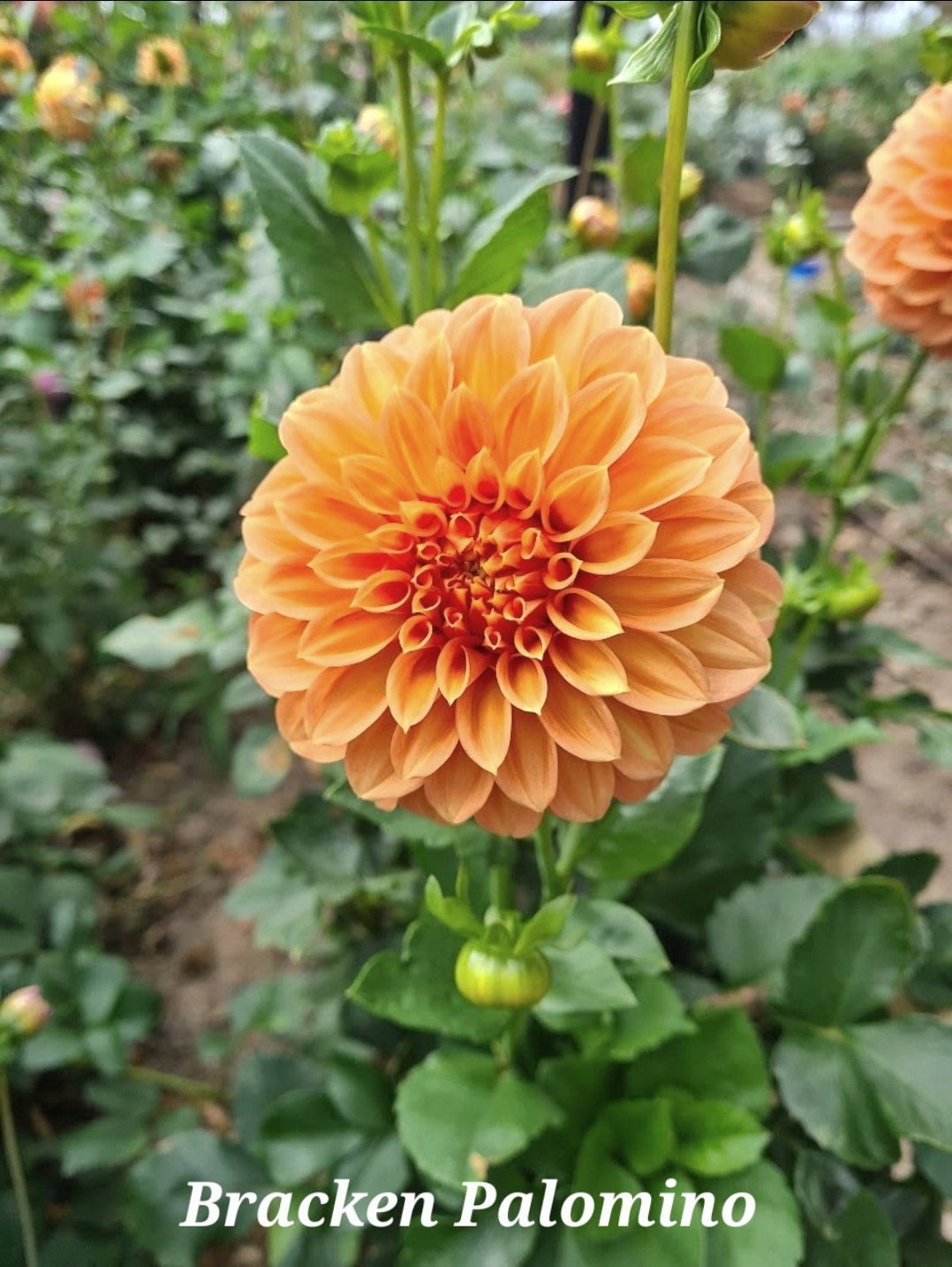 DAHLIA - BRACKEN PALOMINO TUBER | Big Sky Flower Farm