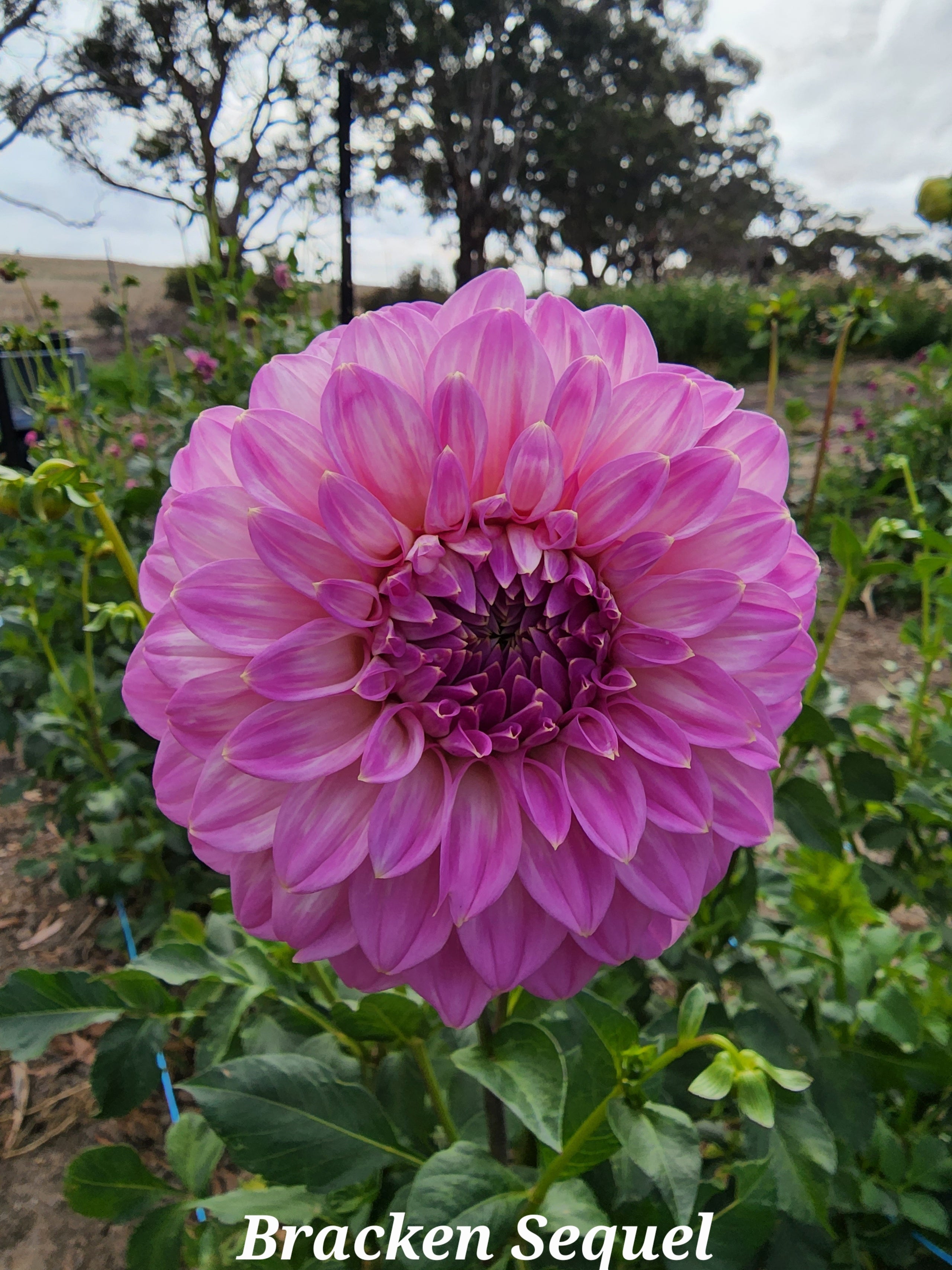 DAHLIA - BRACKEN SEQUEL TUBER | Big Sky Flower Farm