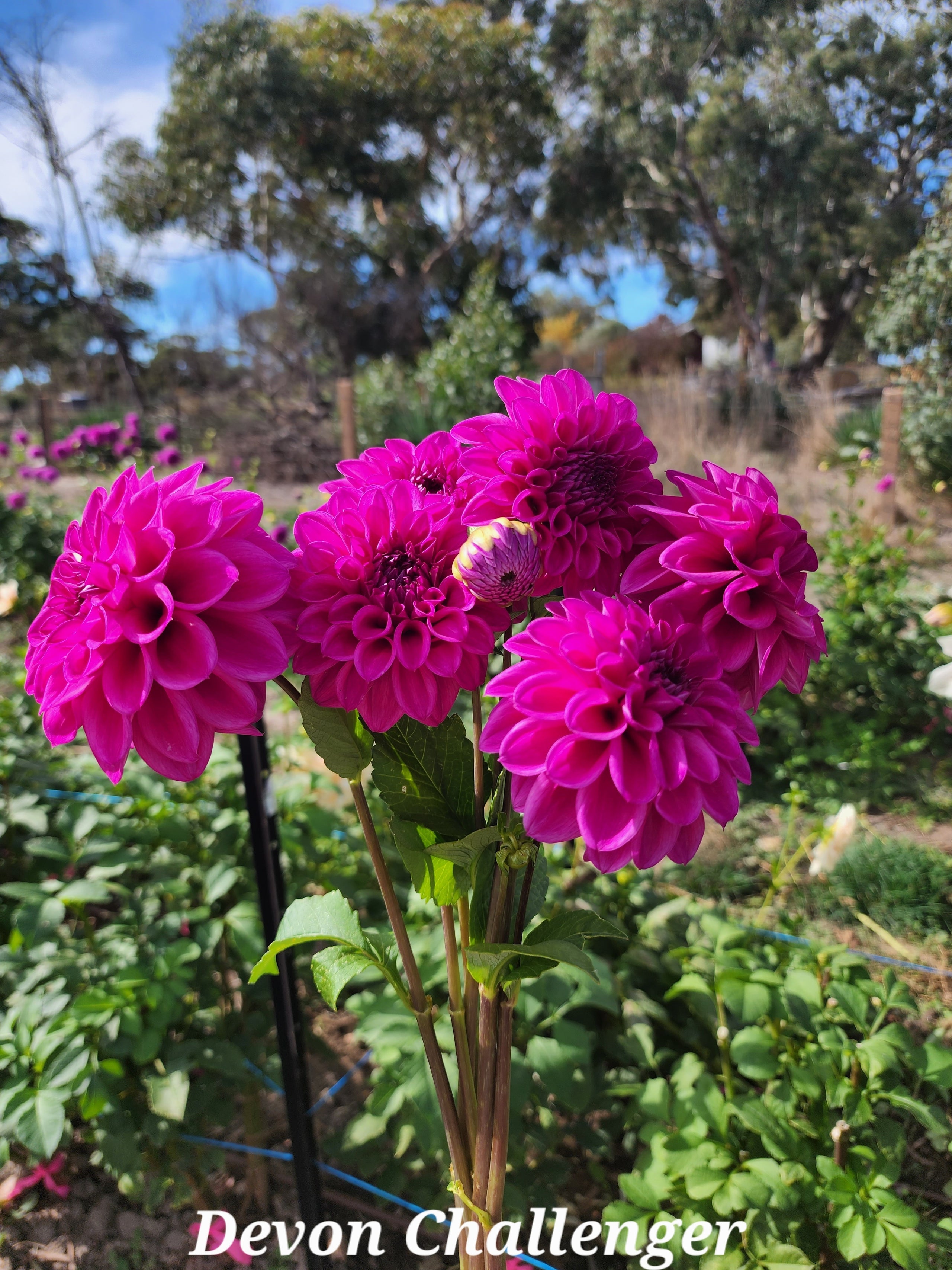 DAHLIA - DEVON/GLENMARC CHALLENGER TUBER | Big Sky Flower Farm