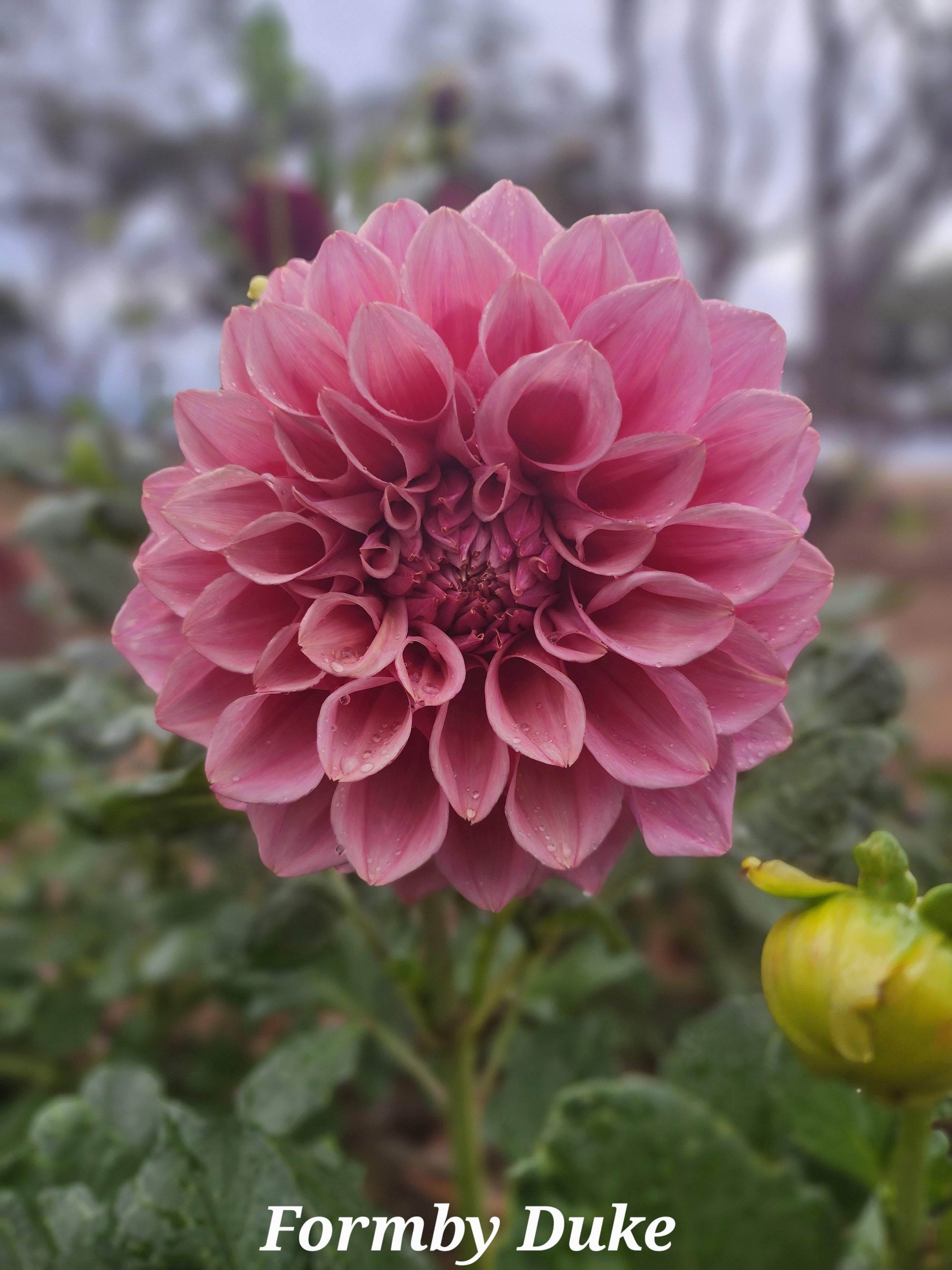 Dahlia Formby Duke Tuber Big Sky Flower Farm Dahlia Formby Duke Tuber Big Sky Flower Farm