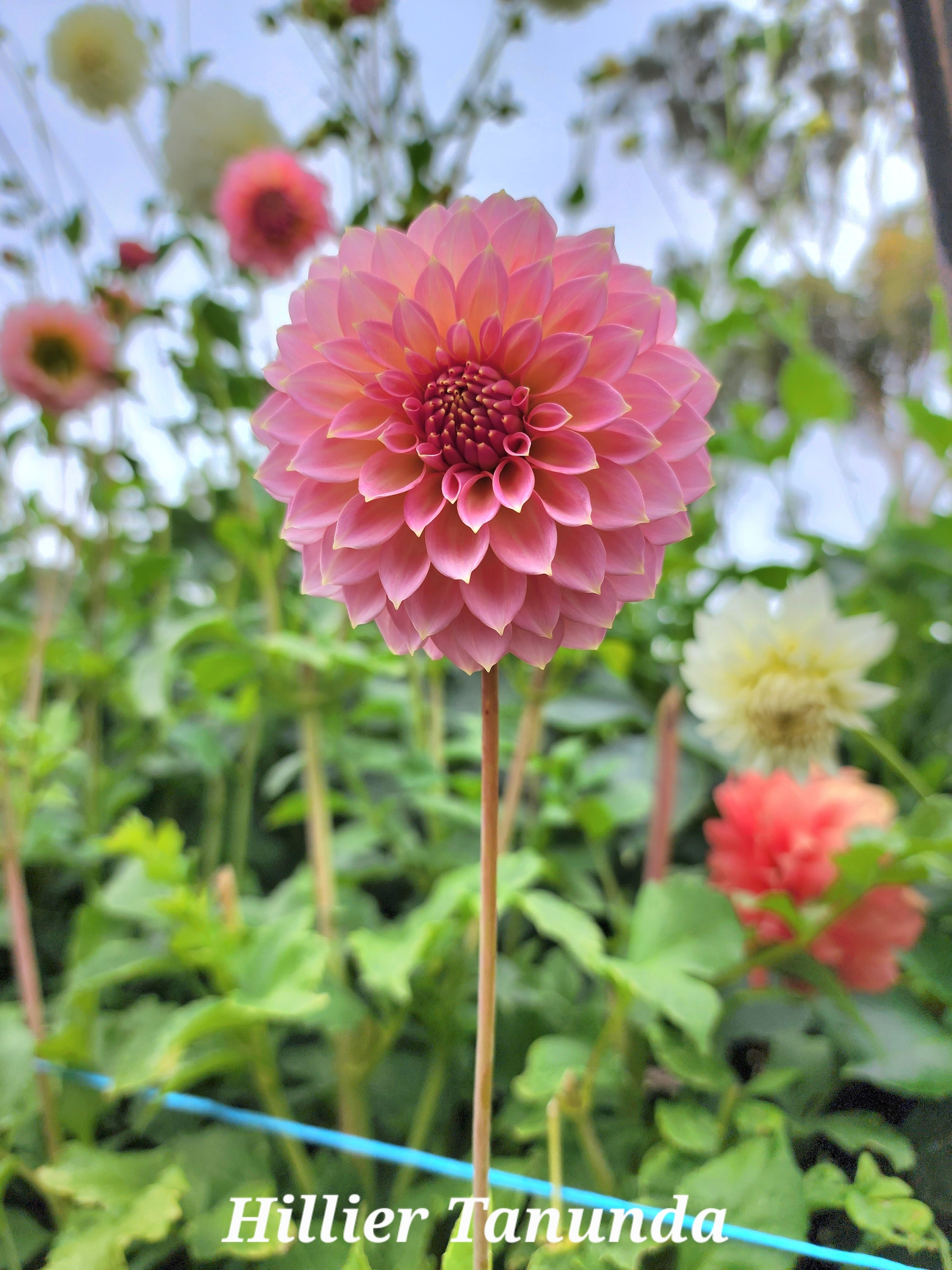 DAHLIA - HILLIER TANUNDA TUBER | Big Sky Flower Farm