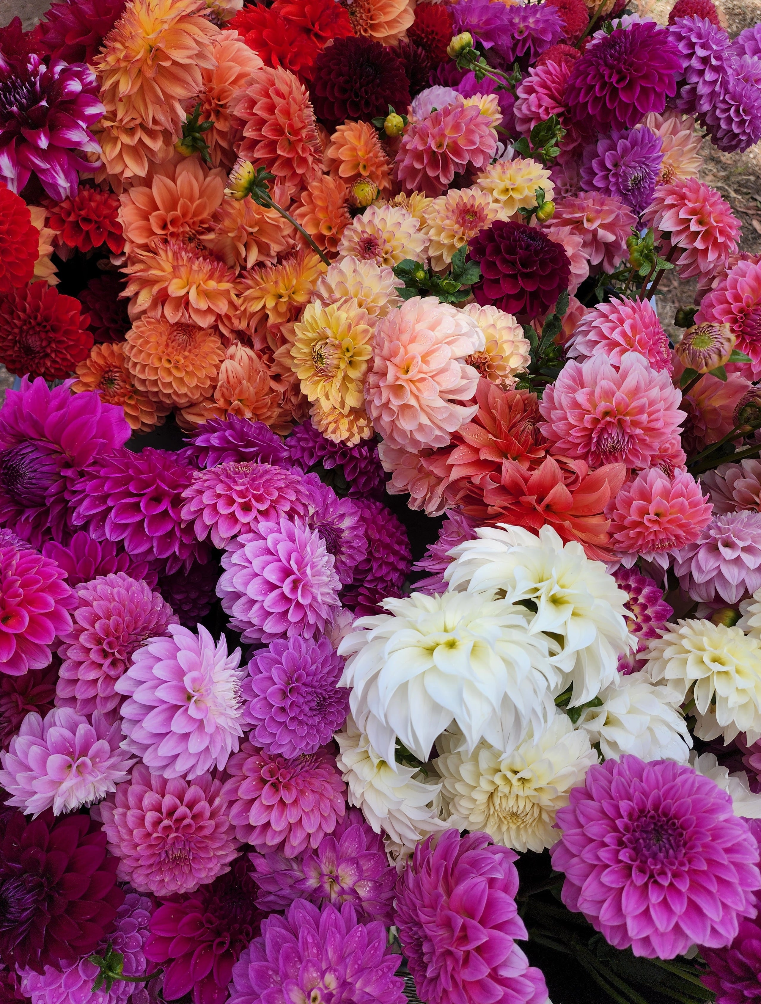 Big Sky Dahlia Tuber Mystery Packs Not Labelled Big Sky Flower Farm big-sky-dahlia-tuber-mystery-packs-not-labelled-big-sky-flower-farm
