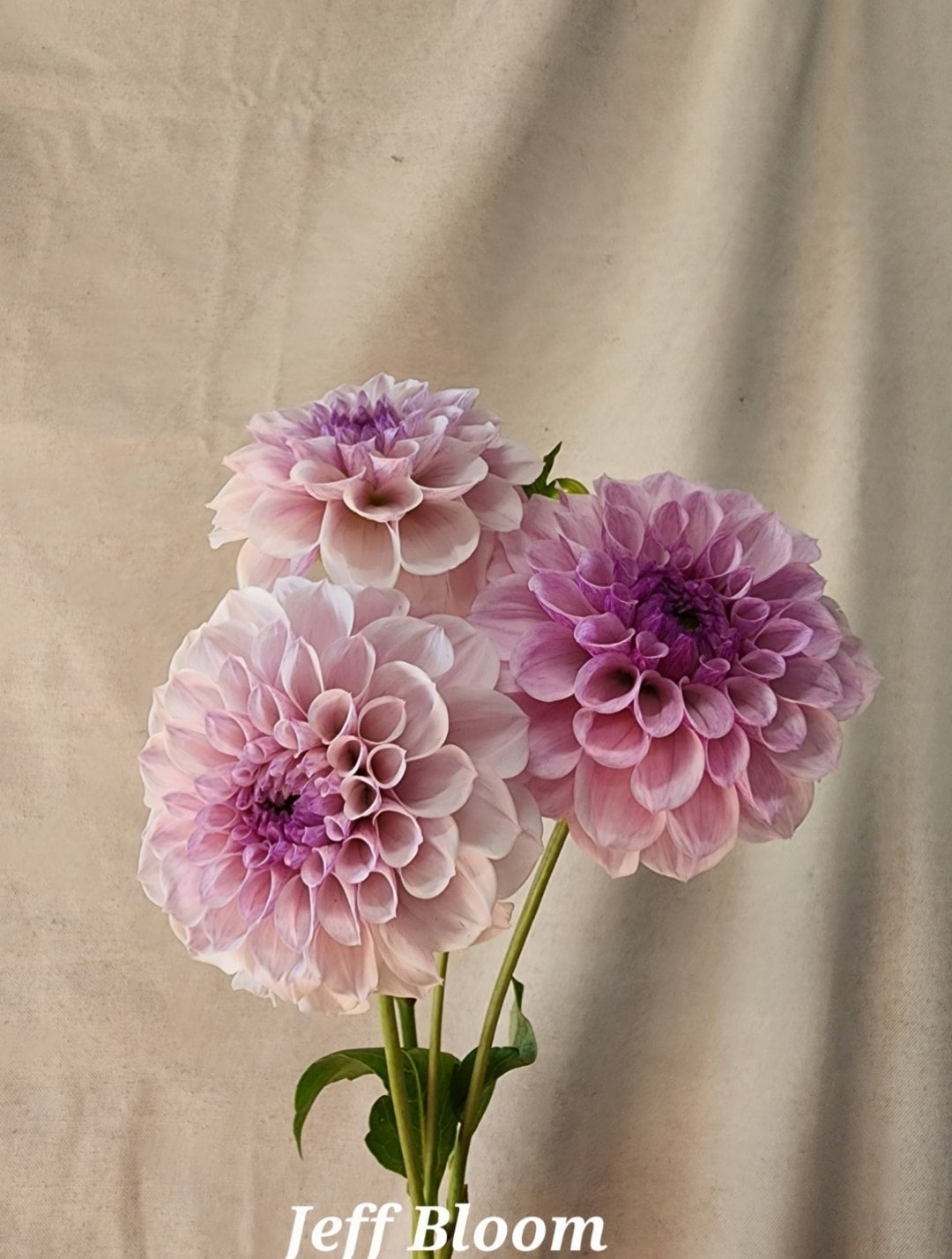 cool-colours-2-dahlia-tuber-pack-10-named-tubers-big-sky-flower-farm